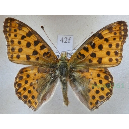 Issoria lathonia (Linnaeus, 1758) male Dostojka latonia Czech42f